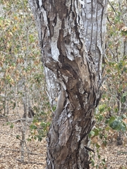 (c) Adrian Bojorquez, some rights reserved (CC BY-SA) Lysiloma divaricatum, photograph (c) Adrian Bojorquez, some rights reserved (CC BY-SA)