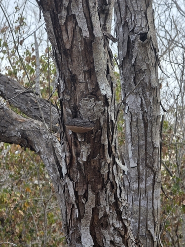Lysiloma divaricatum, photograph 4