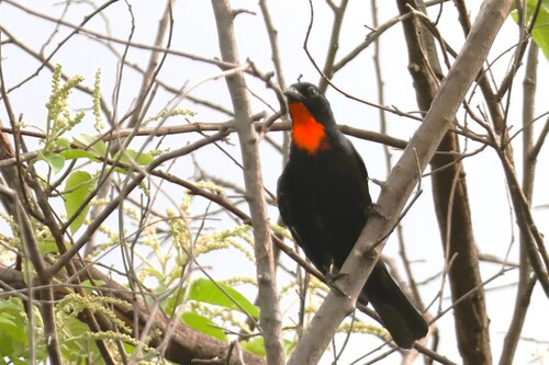 Scarlet-throated Tanager (Compsothraupis loricata), photo 1