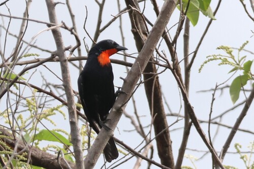 Scarlet-throated Tanager (Compsothraupis loricata), photo 2