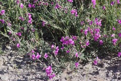 Tephrosia kraussiana