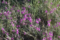 Tephrosia kraussiana