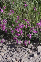 Tephrosia kraussiana