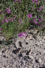 Tephrosia kraussiana