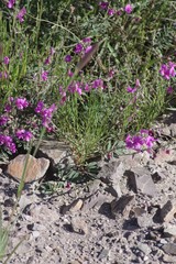 Tephrosia kraussiana