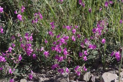Tephrosia kraussiana
