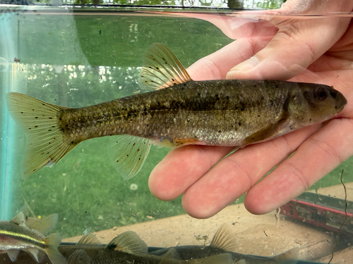 Eastern tonguetied minnow (Exoglossum laurae) — Cyprinidae — 2