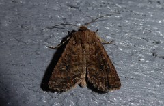 Ichneutica morosa