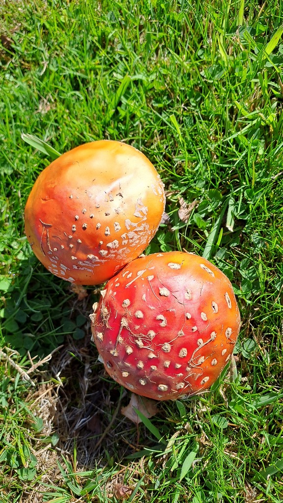 Amanita muscaria · April 2026 · photo: © bipbarratt (iNaturalist, cc-by-nc)