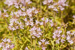 Thymus kirgisorum