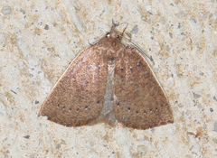 Authaemon stenonipha