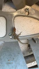 Anolis sagrei