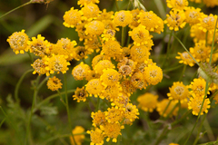 Tanacetum achilleifolium