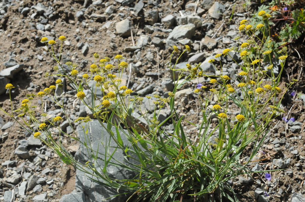 Bupleurum thianschanicum