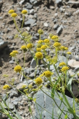 Bupleurum tianschanicum