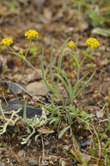 Bupleurum tianschanicum