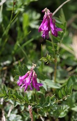 Hedysarum hedysaroides