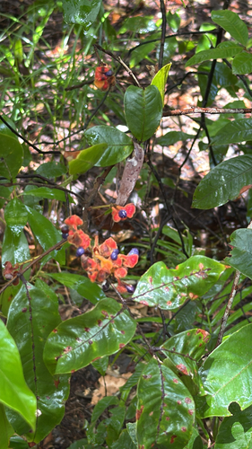 Mischocarpus lachnocarpus observed 2026-04-24