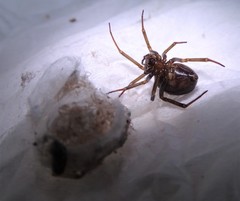 Steatoda grossa