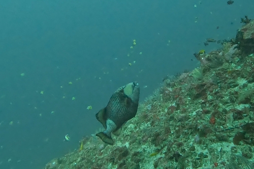 Balistoides viridescens