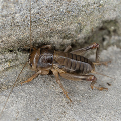 Tarbinskiellus portentosus