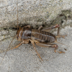 Tarbinskiellus portentosus