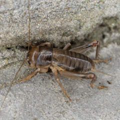 Tarbinskiellus portentosus