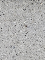 Linepithema humile