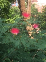 Calliandra