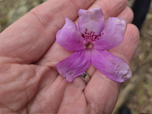 Rhododendron dilatatum, photograph 2
