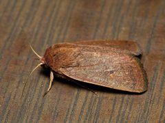 Proteuxoa porphyrescens