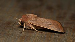 Proteuxoa porphyrescens