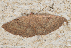 Casbia melanops