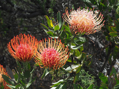 Leucospermum × hybridum
