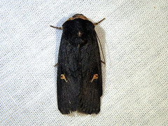 Proteuxoa cinereicollis