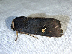 Proteuxoa cinereicollis