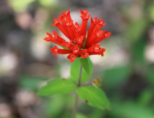 Bouvardia leiantha iNat (1)