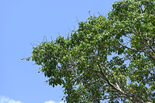 Caryocar glabrum, 2026-04-26