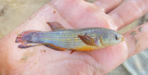 Neofundulus splendidus