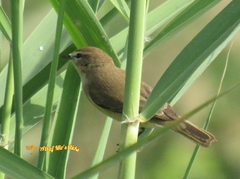 Phylloscopus sindianus