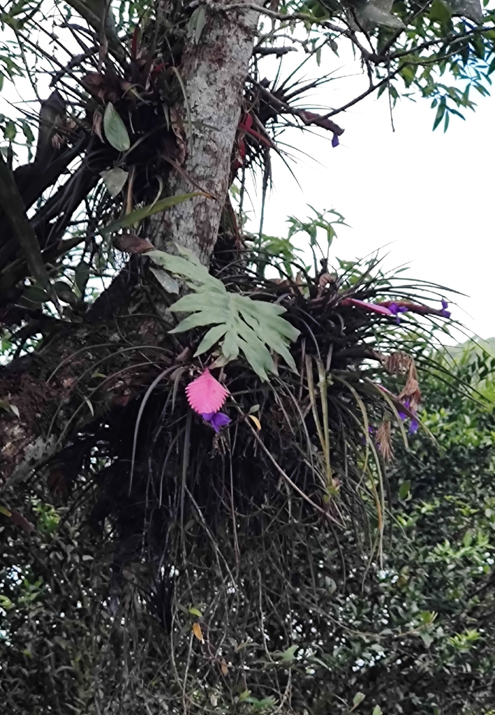 Cây Lệnh Bài – Wallisia cyanea