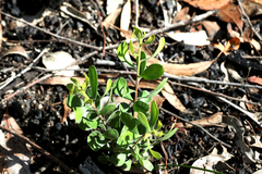 Persoonia cornifolia