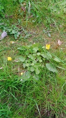Ficaria verna