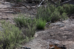 Prostanthera teretifolia