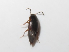 Tachinus corticinus