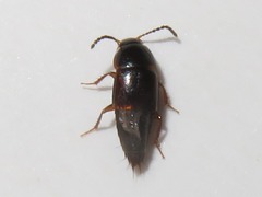 Tachinus corticinus