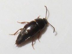 Tachinus corticinus