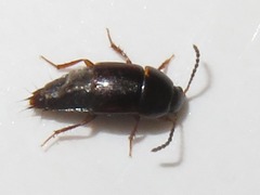 Tachinus corticinus