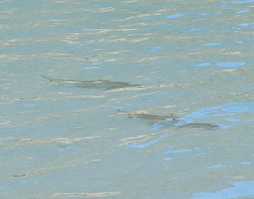 Carcharhinus melanopterus