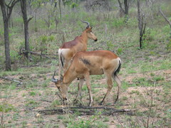 Alcelaphus buselaphus lichtensteinii
